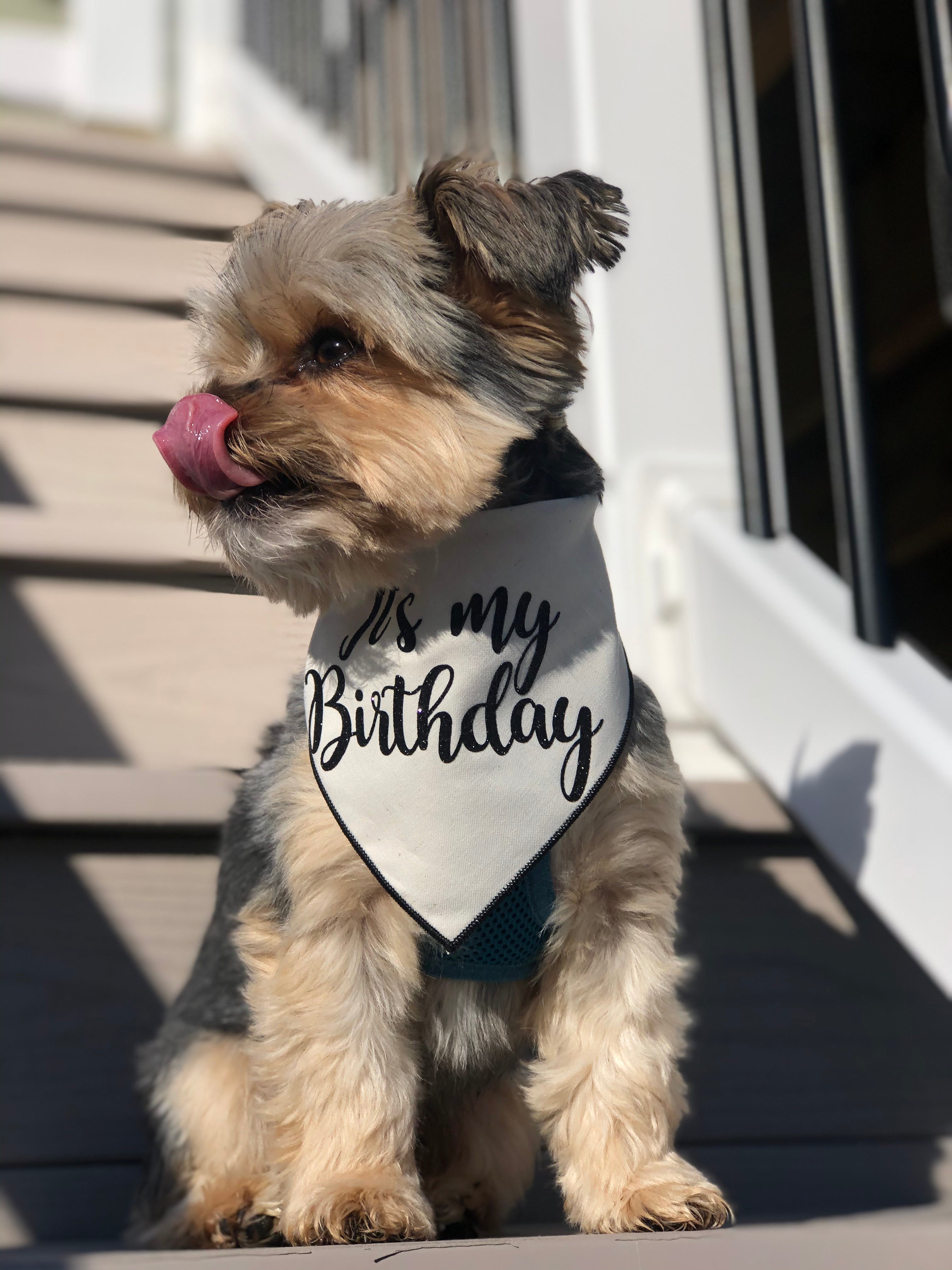 Organic Cotton Birthday Bandana HT Animal Supply