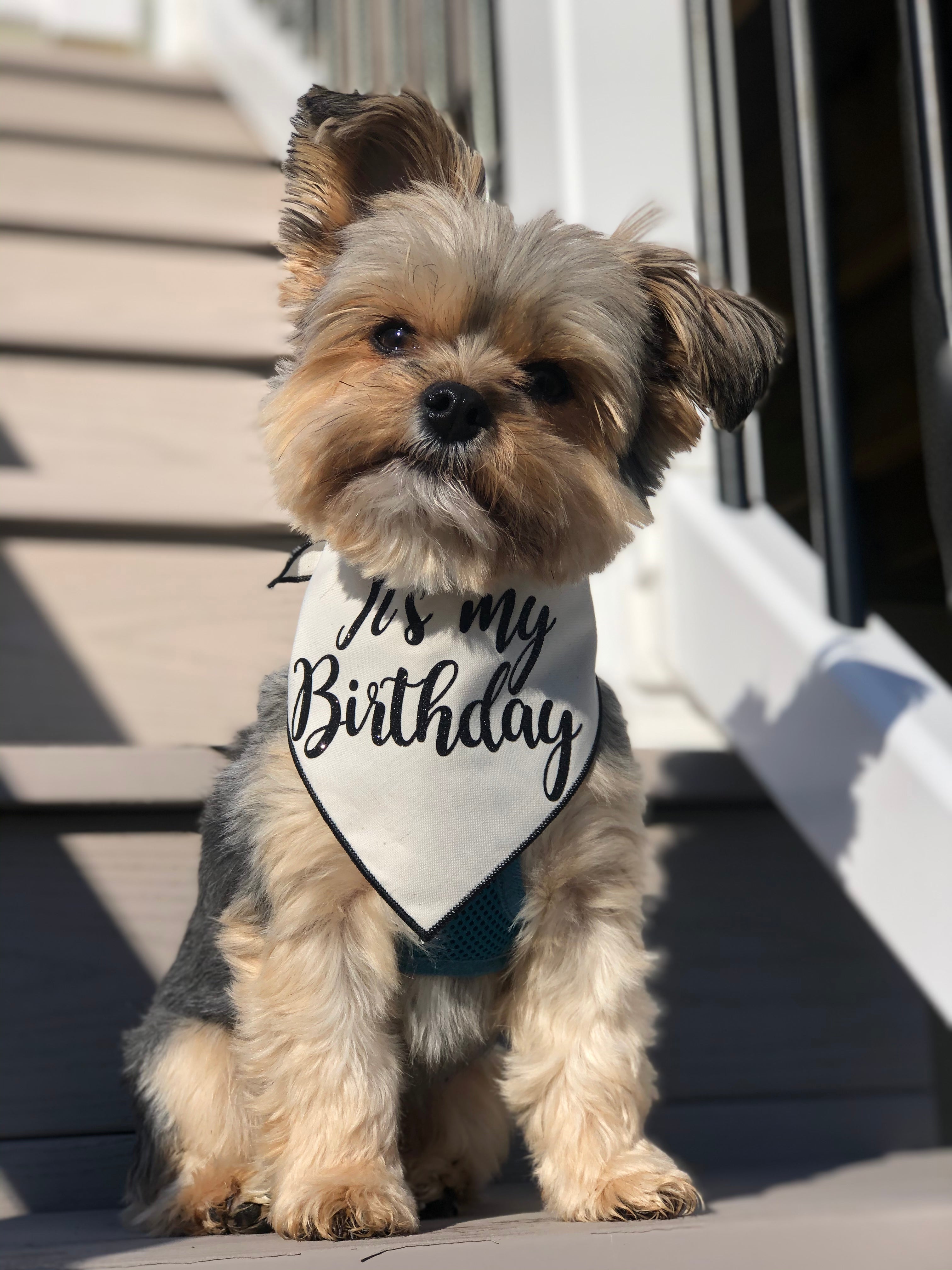 Organic Cotton Birthday Bandana HT Animal Supply