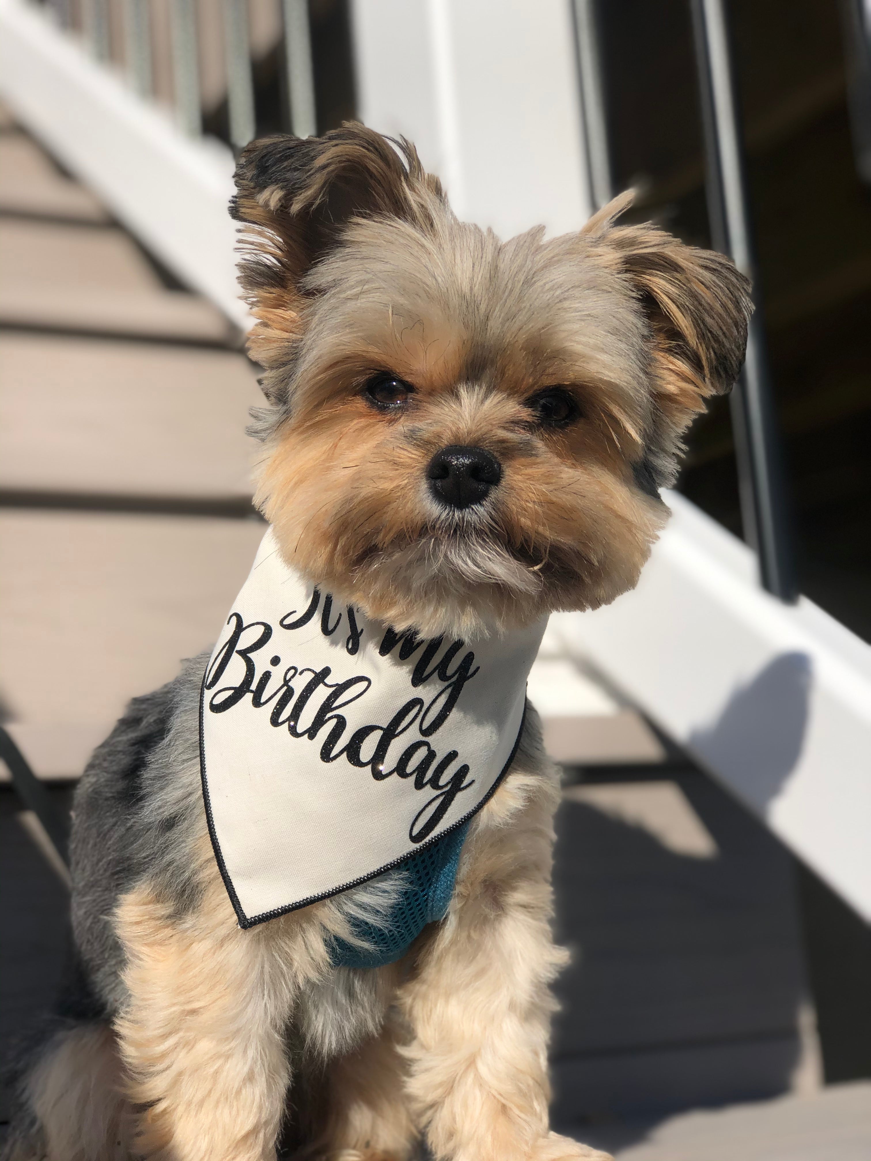 Organic Cotton Birthday Bandana HT Animal Supply