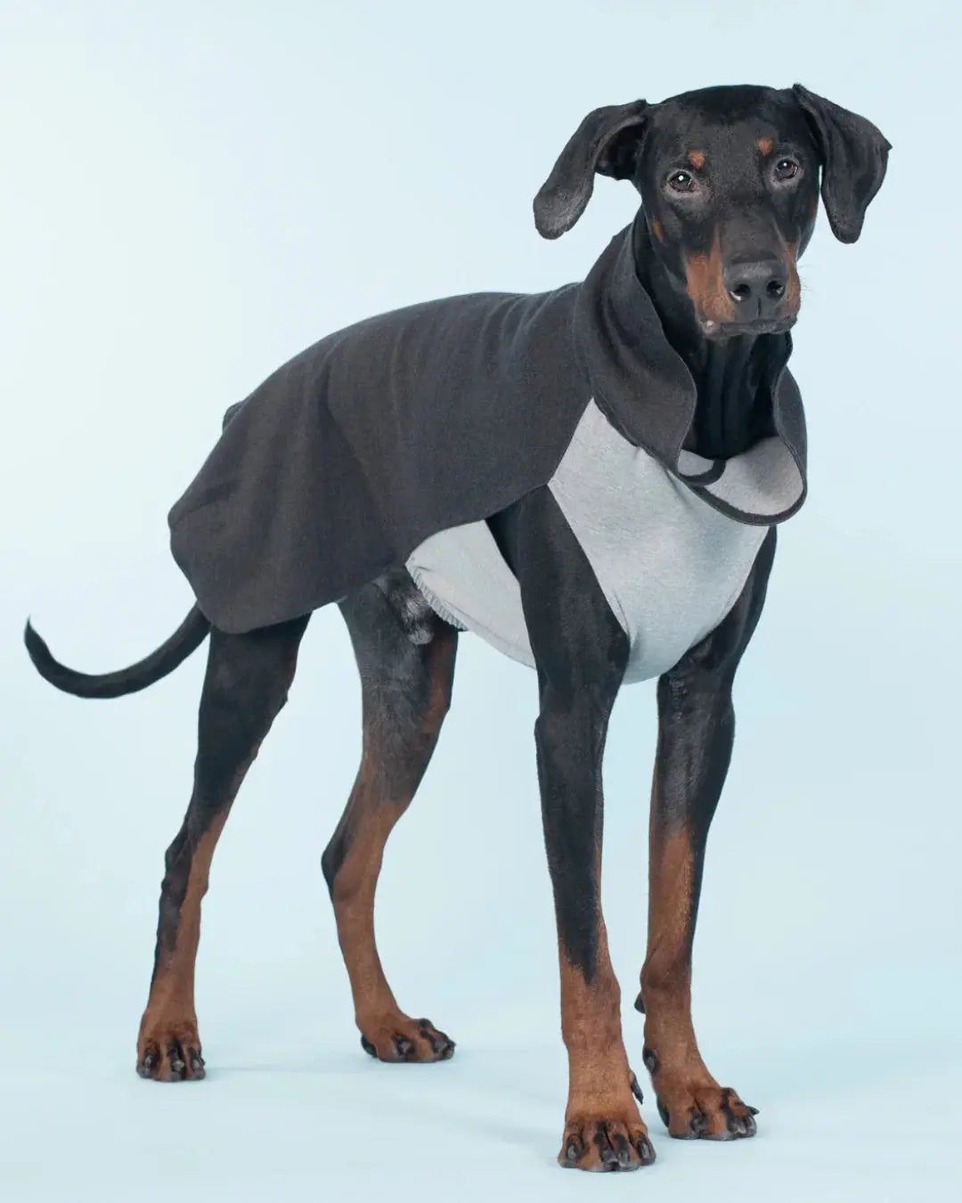 Recovery Shirt Grey for Dogs