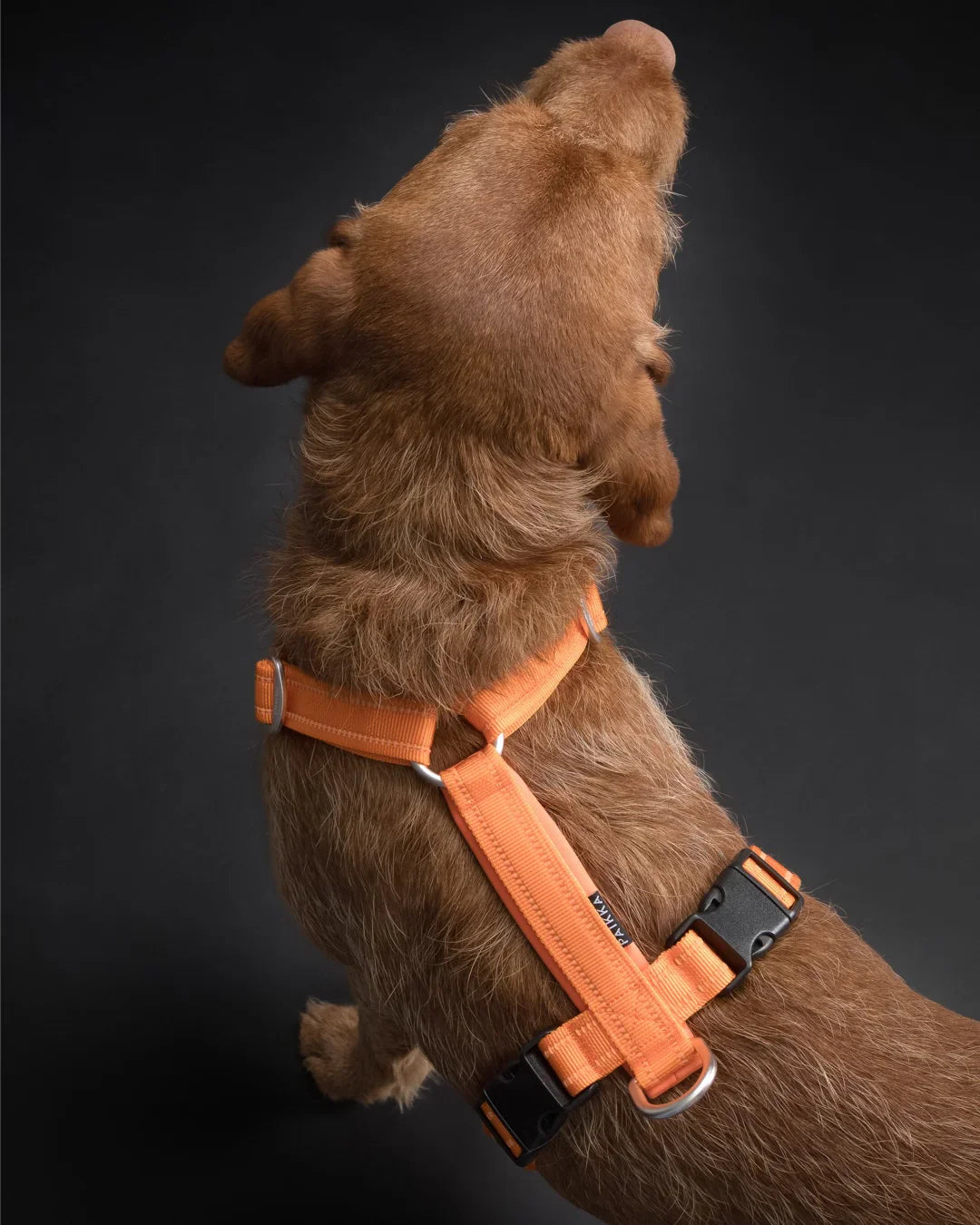 Easy Harness Orange for Dogs