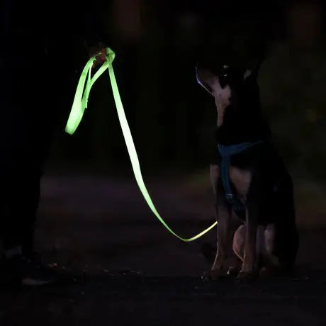 Glow Leash for Dogs