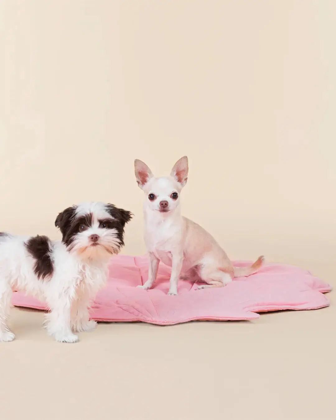 Seashell Playmat for Dogs