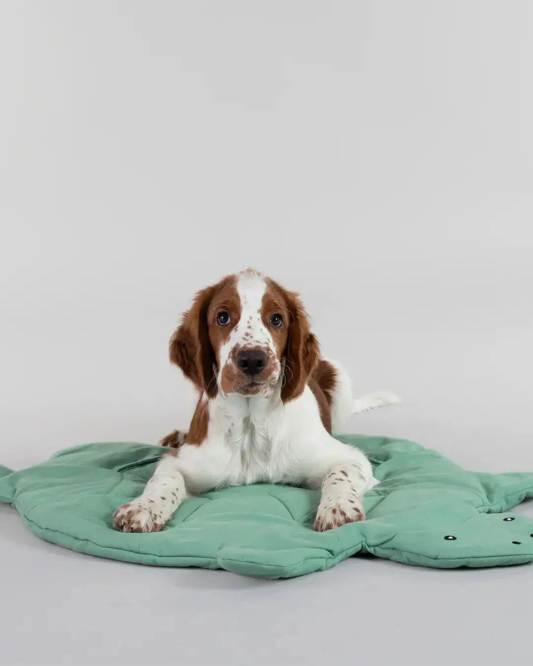 Turtle Playmat for Dogs