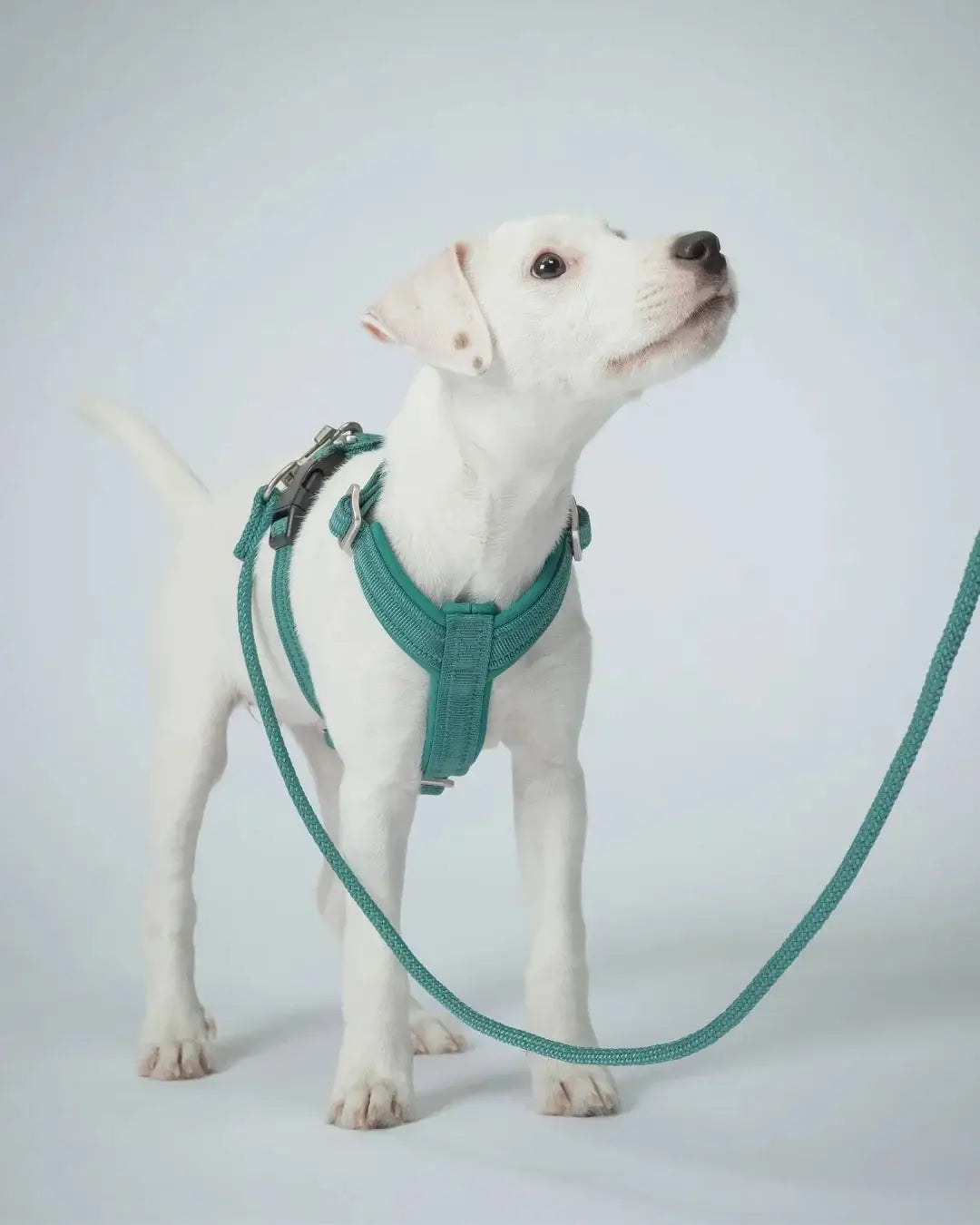 Visibility Rope Leash Emerald for Dogs