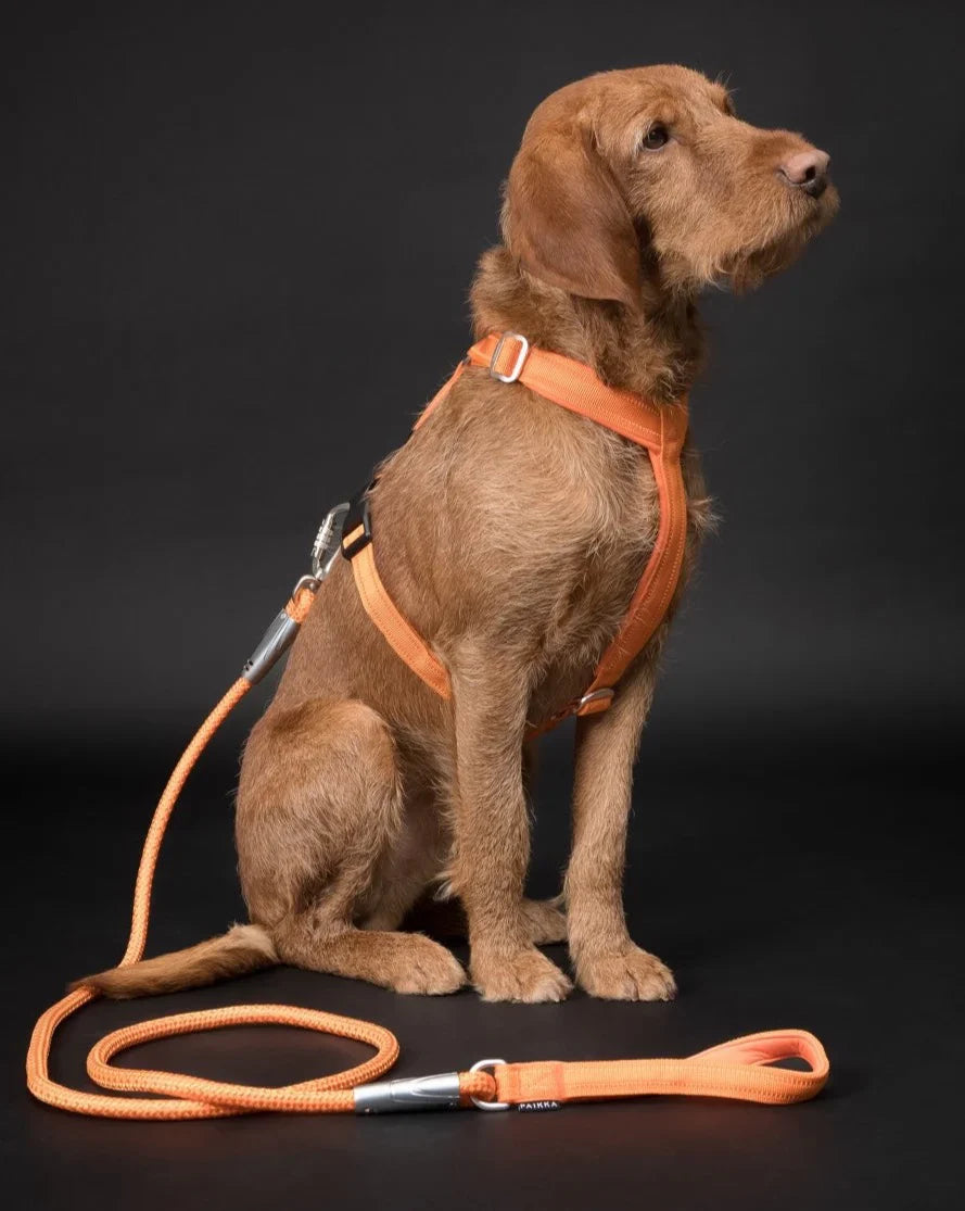 Visibility Rope Leash Orange for Dogs