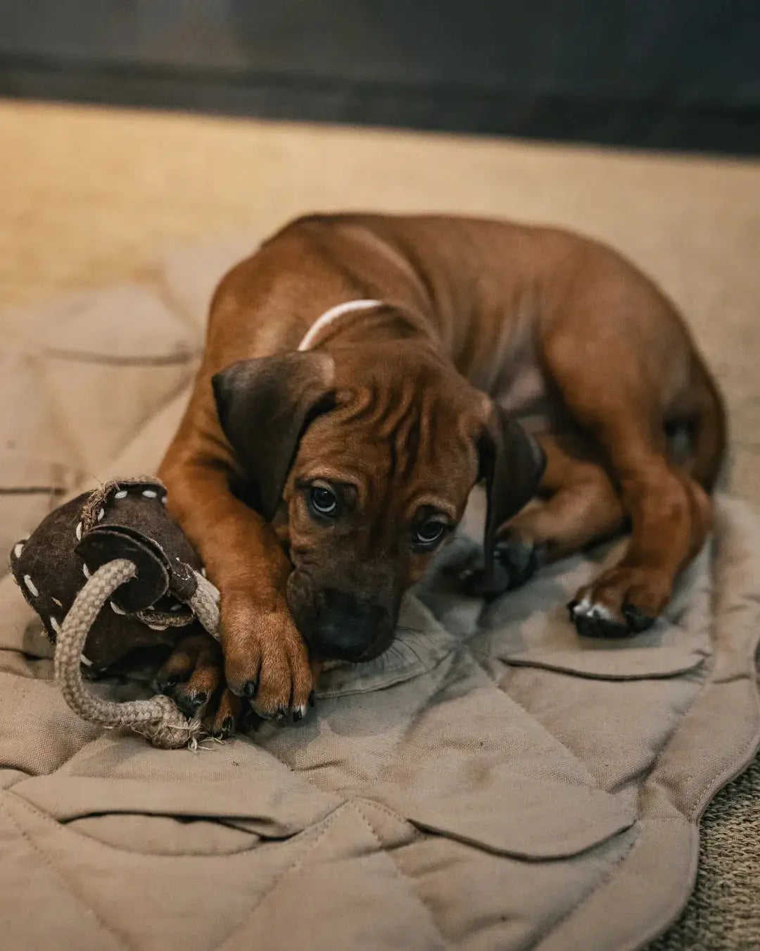 Ball tug toy for Dogs