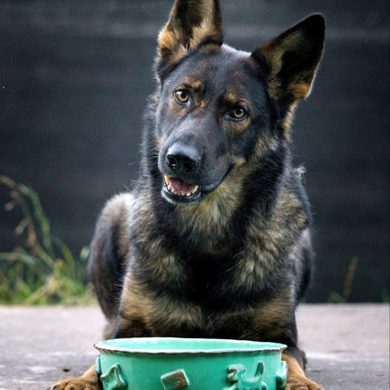 Dog Food/Water Bowl - Green