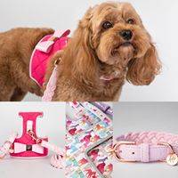 The Fuchsia Dog Harness