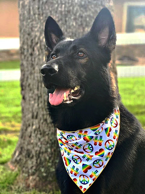 Peace Love Pride Bandana