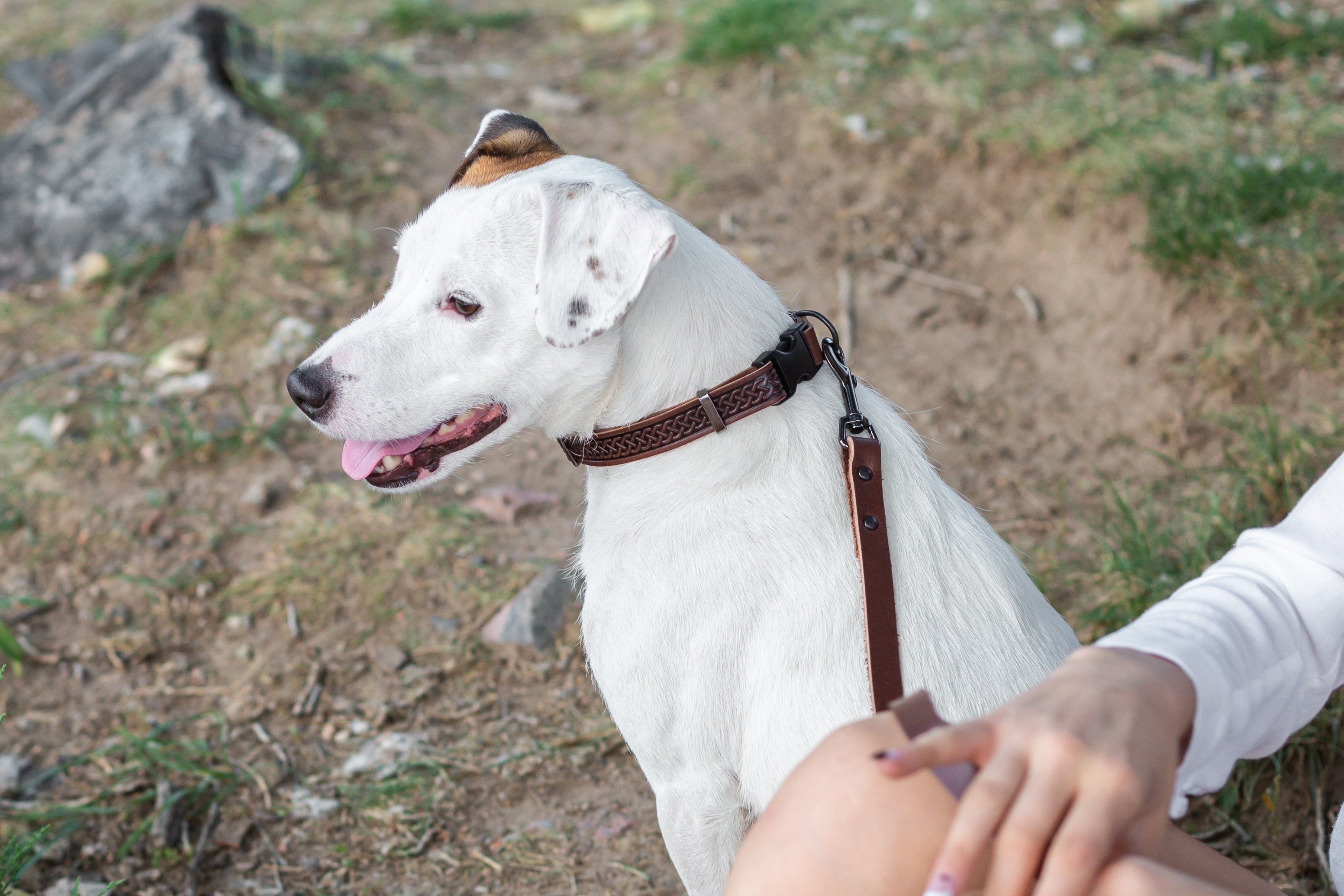 Celtic Sport Chocolate Leather Dog Collar