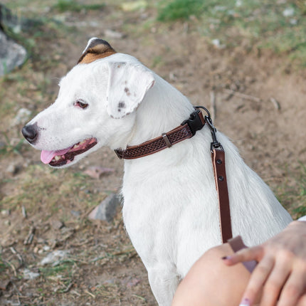 Celtic Sport Chocolate Leather Dog Collar