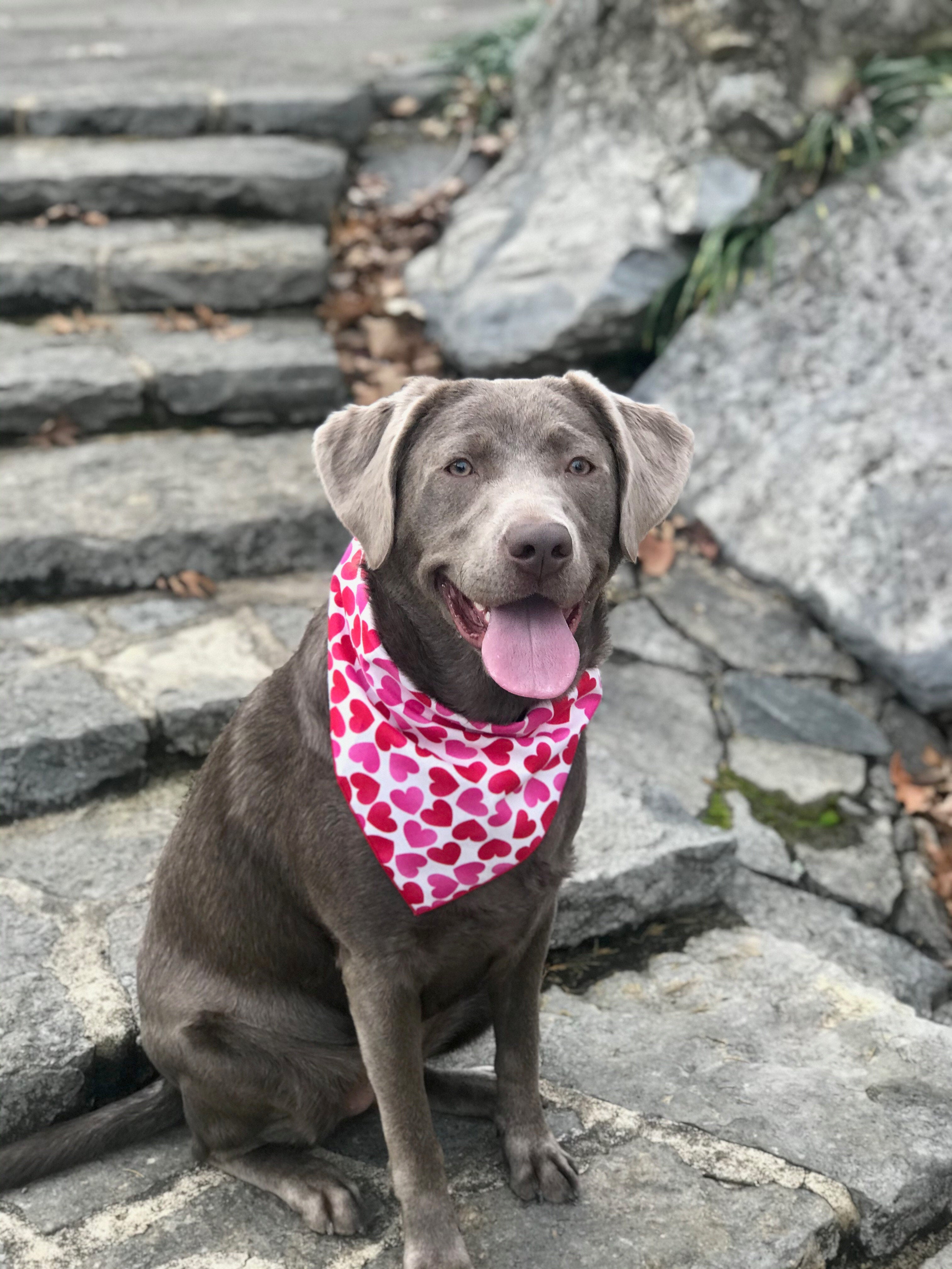 Pink Ombre Hearts Valentine Bandana