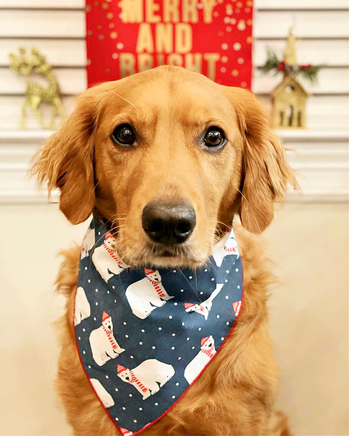 Polar Bear Dog Bandana HT Animal Supply