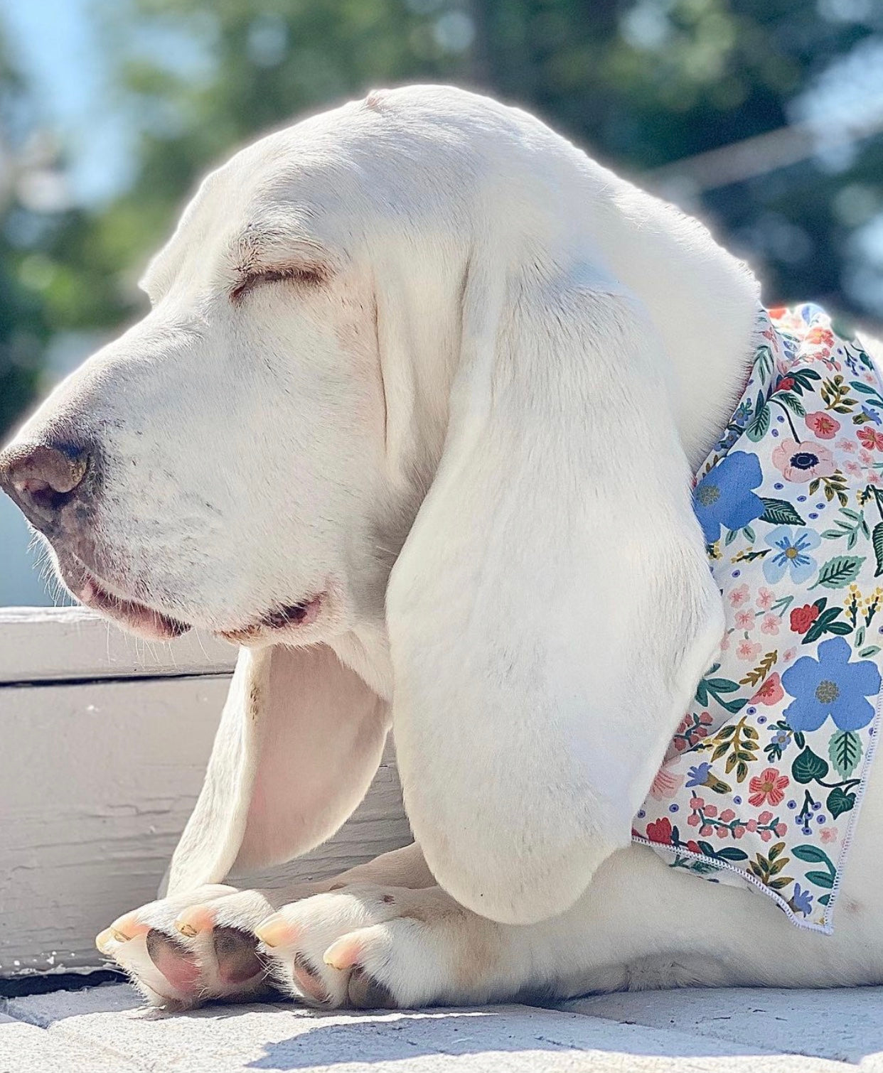 Pretty Flowers Dog Bandana