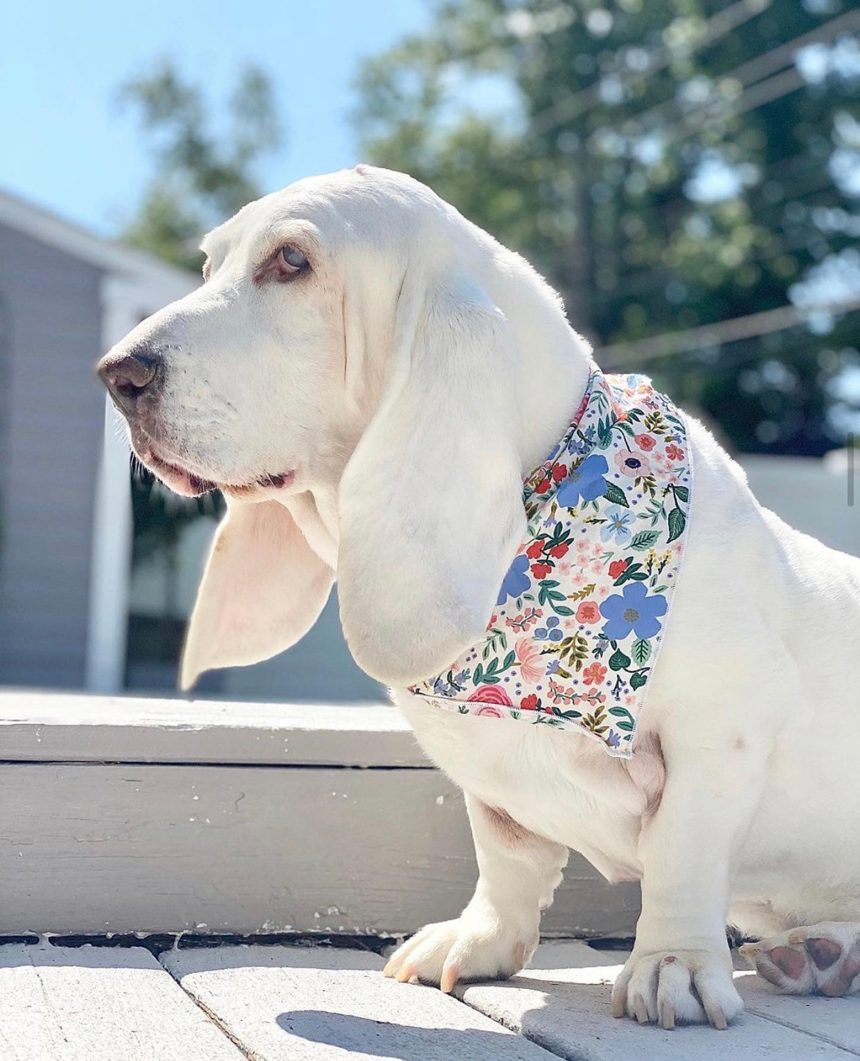 Pretty Flowers Dog Bandana