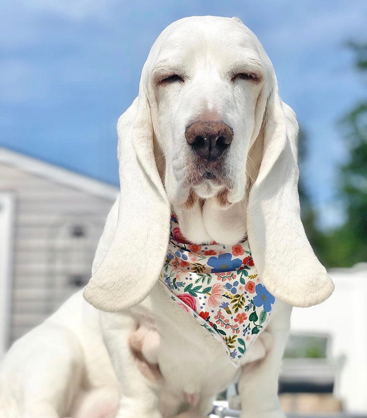 Pretty Flowers Dog Bandana