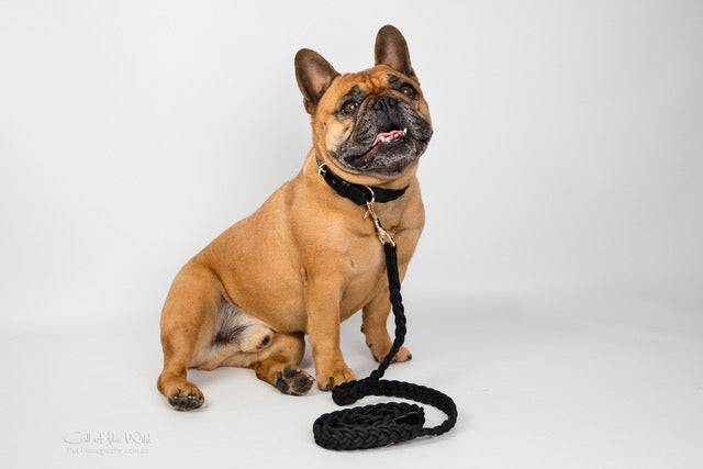 Dog Collar Black Plaited - Yellow Gold