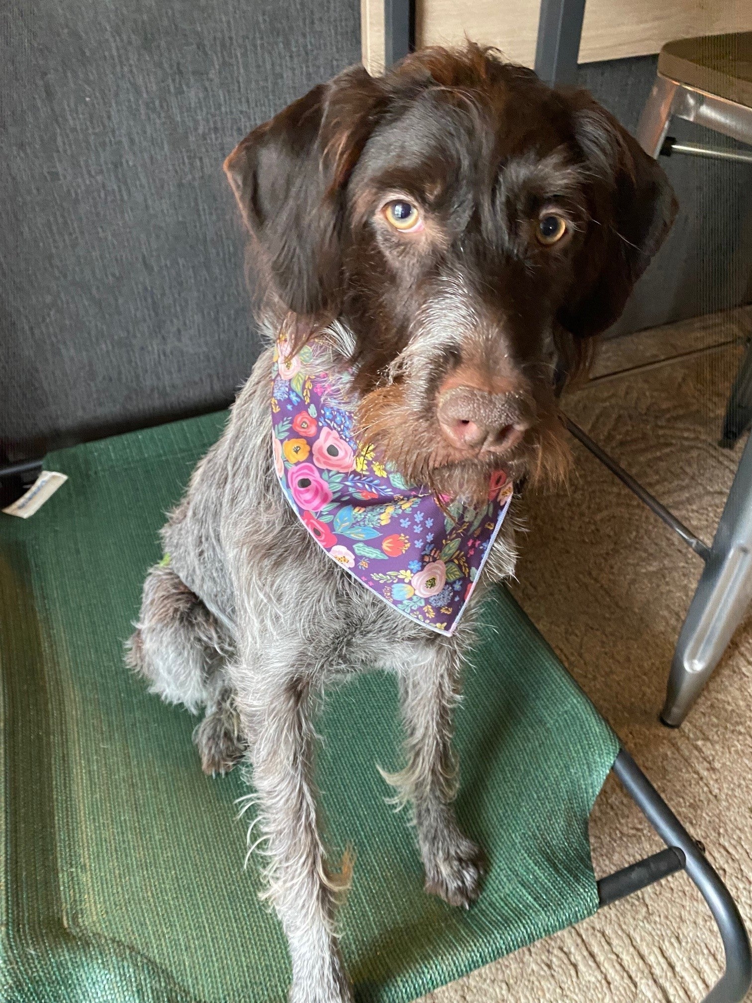 Purple Flower Dog Bandana