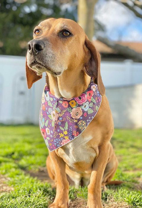 Purple Flower Dog Bandana