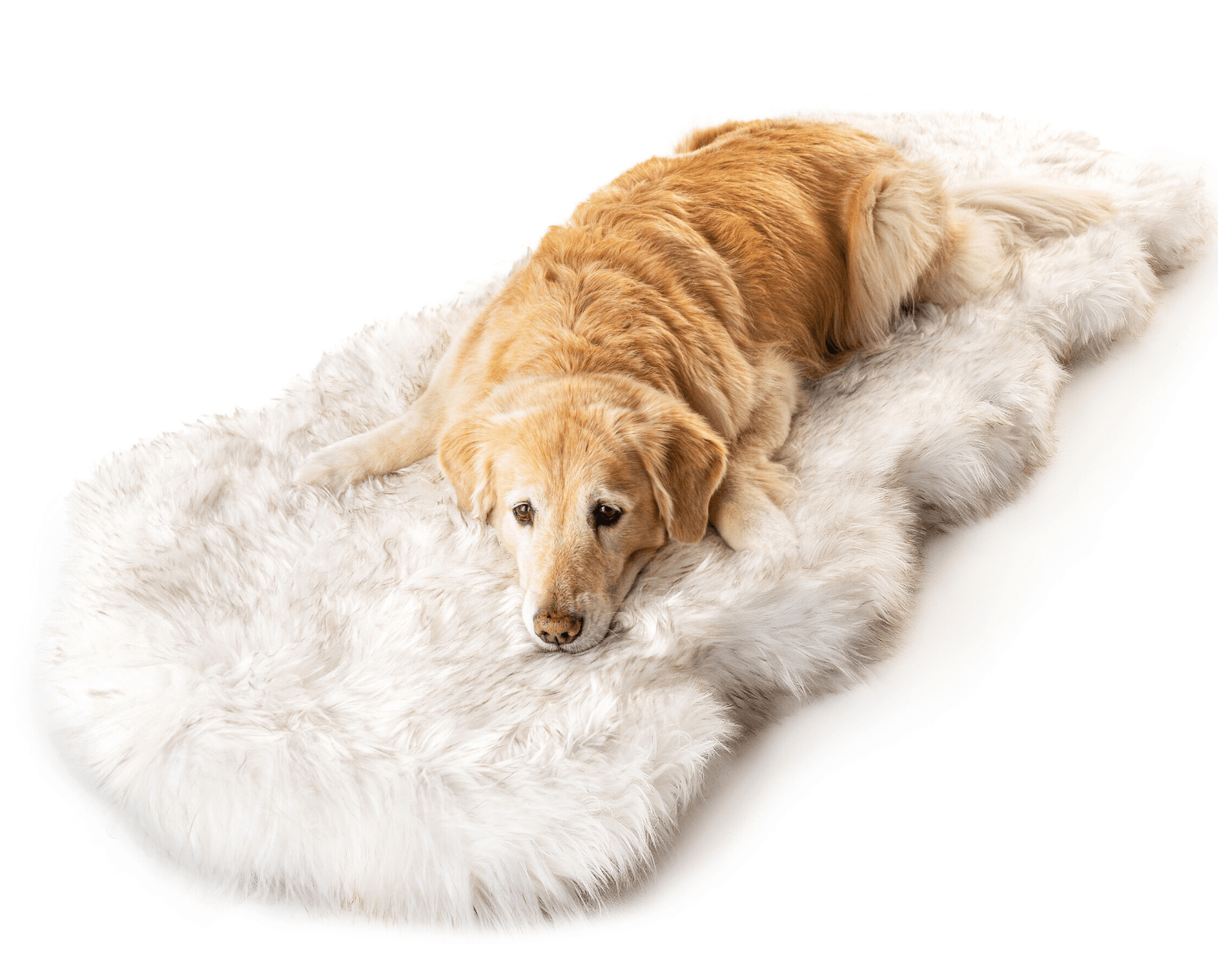 PupRug Runner Faux Fur Memory Foam Dog Bed - Curve White with Brown Accents