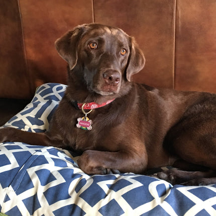 Red Bandana Dog Collar