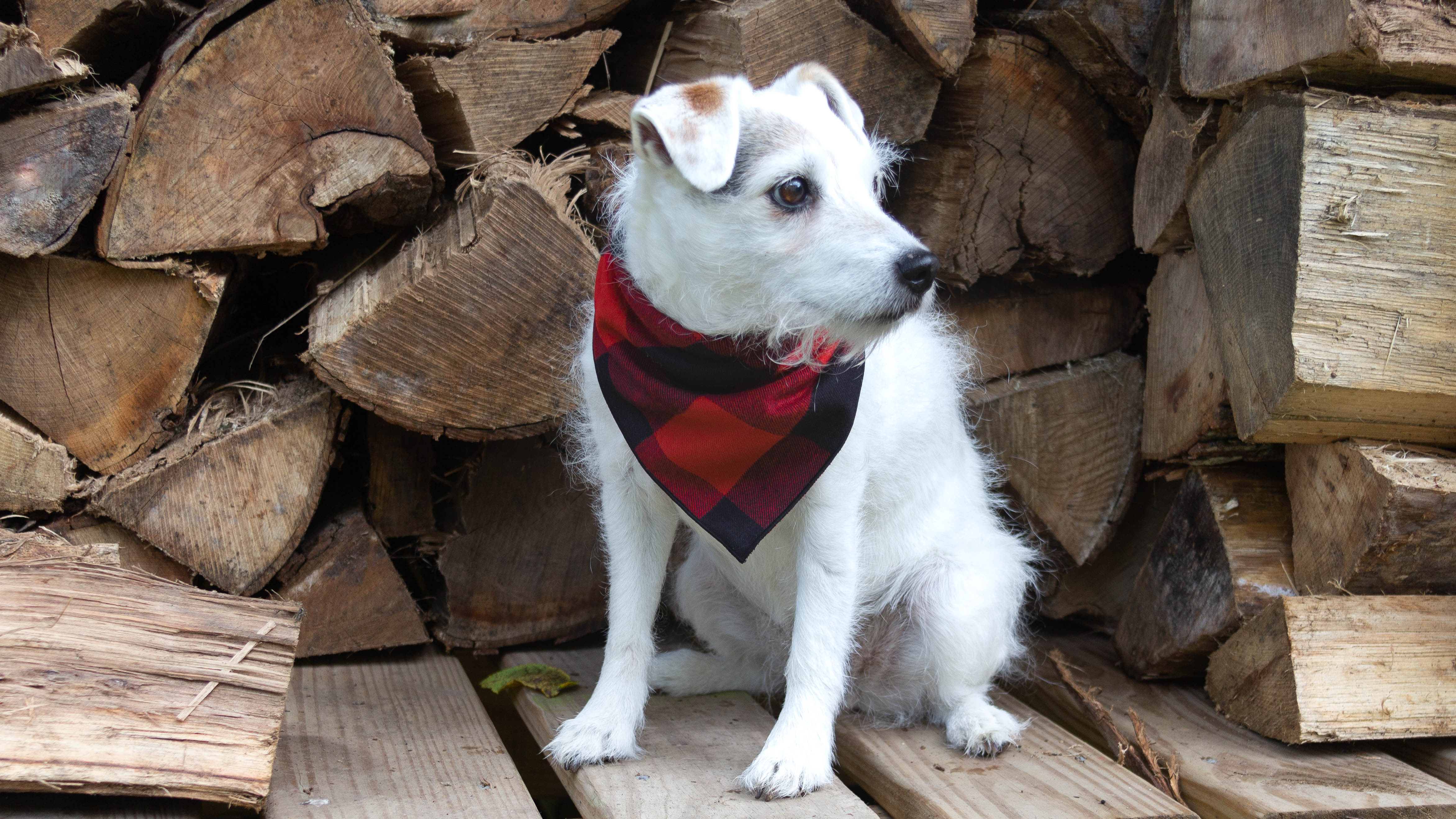 Red Buffalo Plaid Dog Bandana