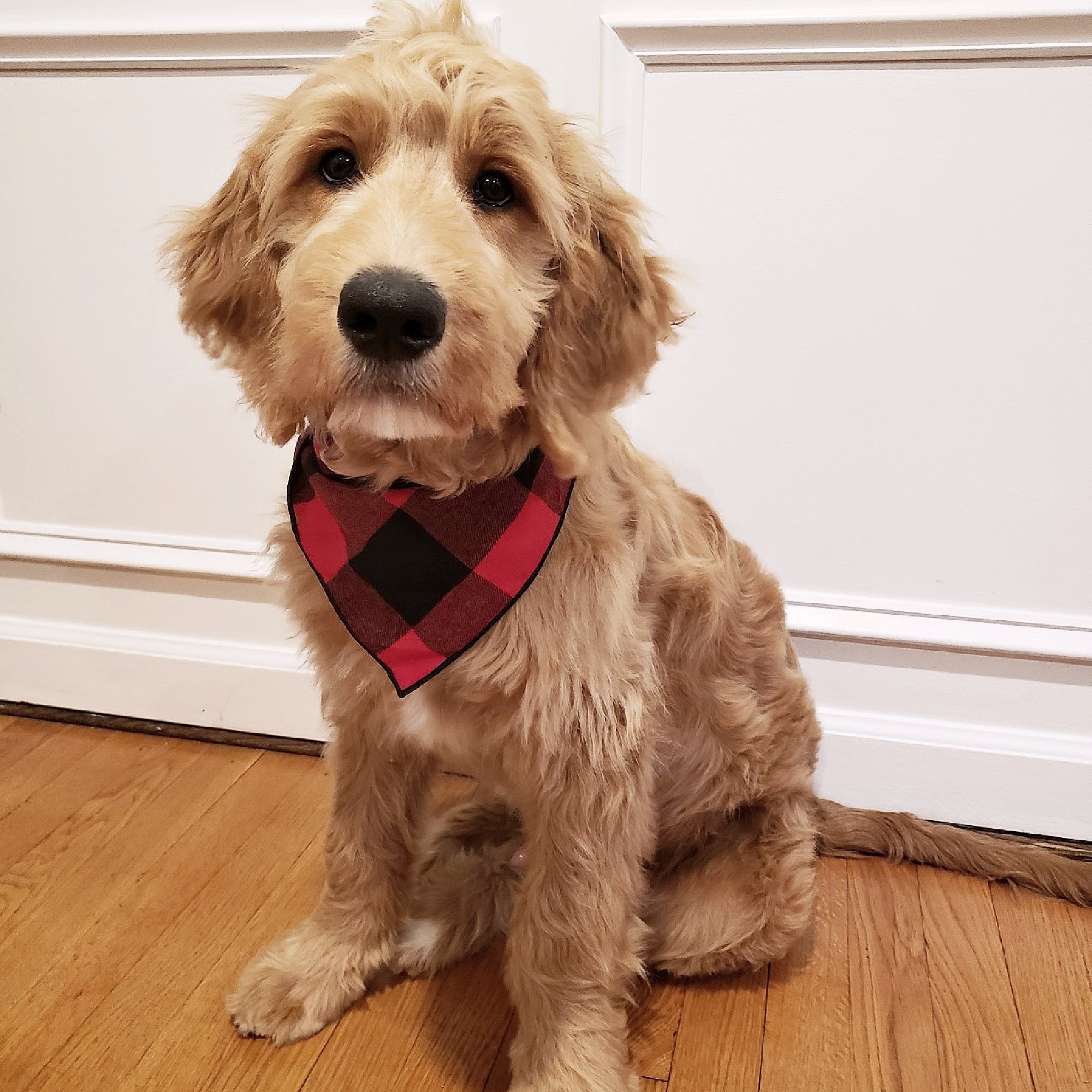 Red Buffalo Plaid Dog Bandana