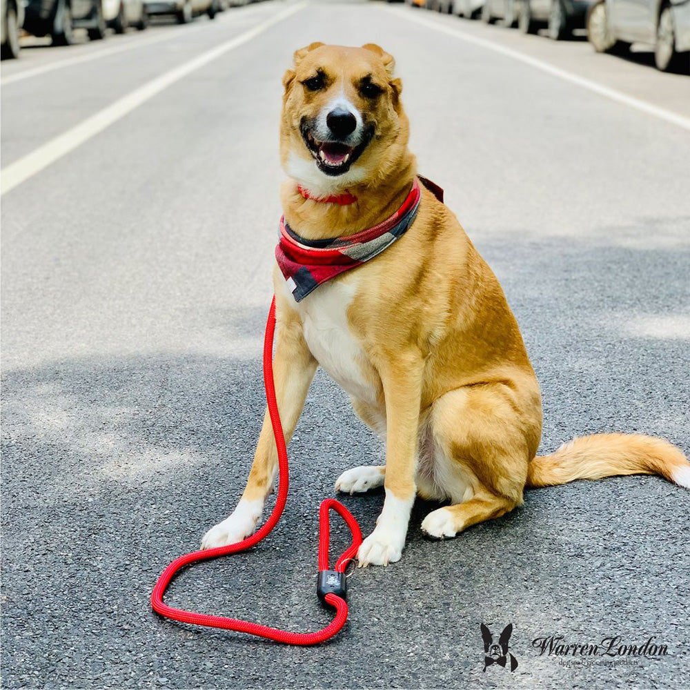 Red Climbing Rope Dog Leash by Warren London