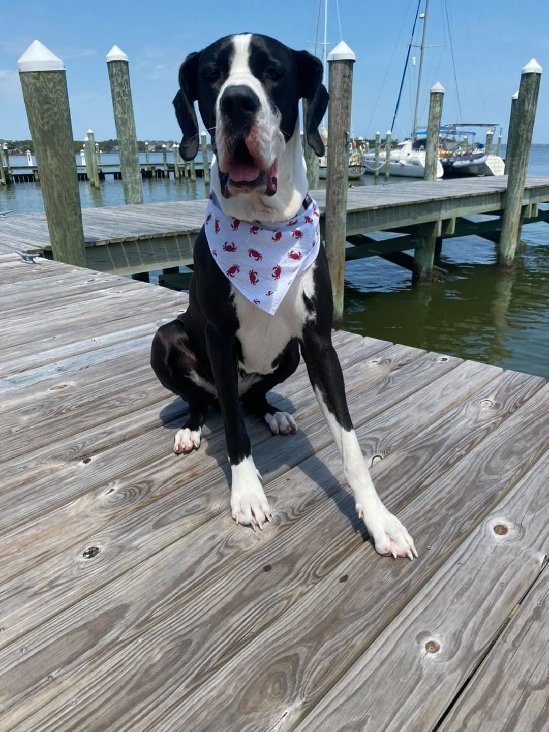 Red Crab Dog Bandana