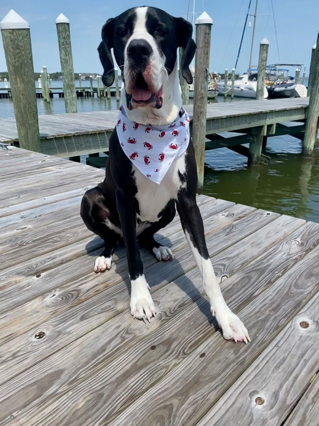 Red Crab Dog Bandana