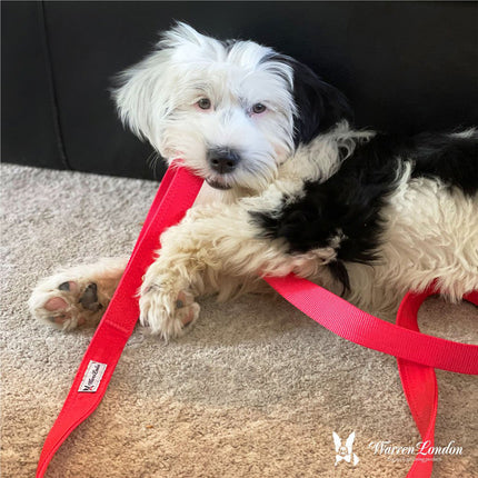 Red Fabric Dog Collars & Leashes by Warren London