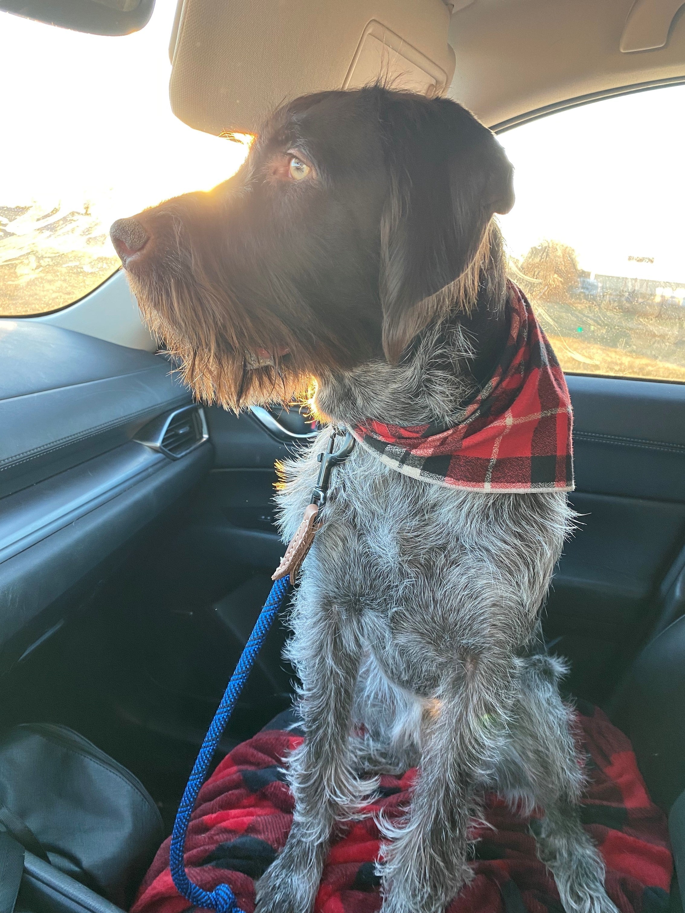 Red Tartan Luxe Plaid Dog Bandana