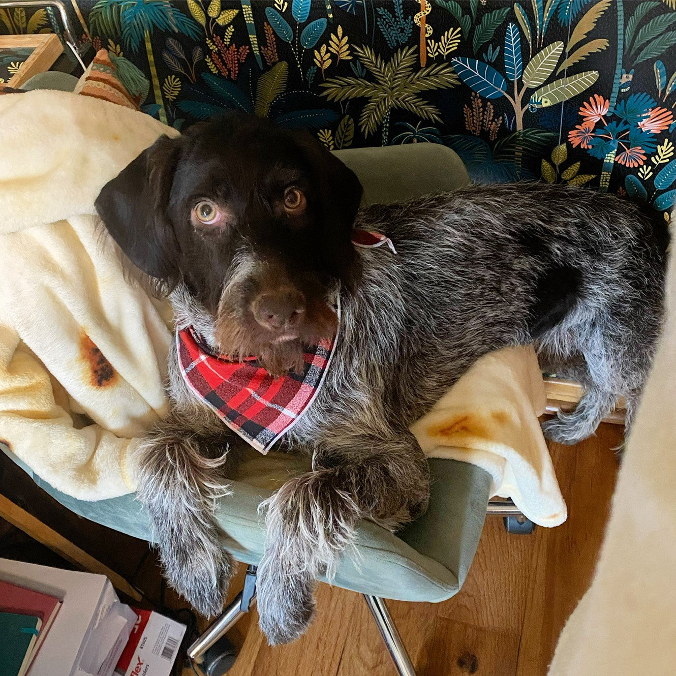 Red Tartan Luxe Plaid Dog Bandana