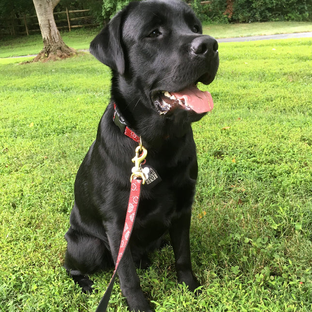 Red Bandana Dog Lead