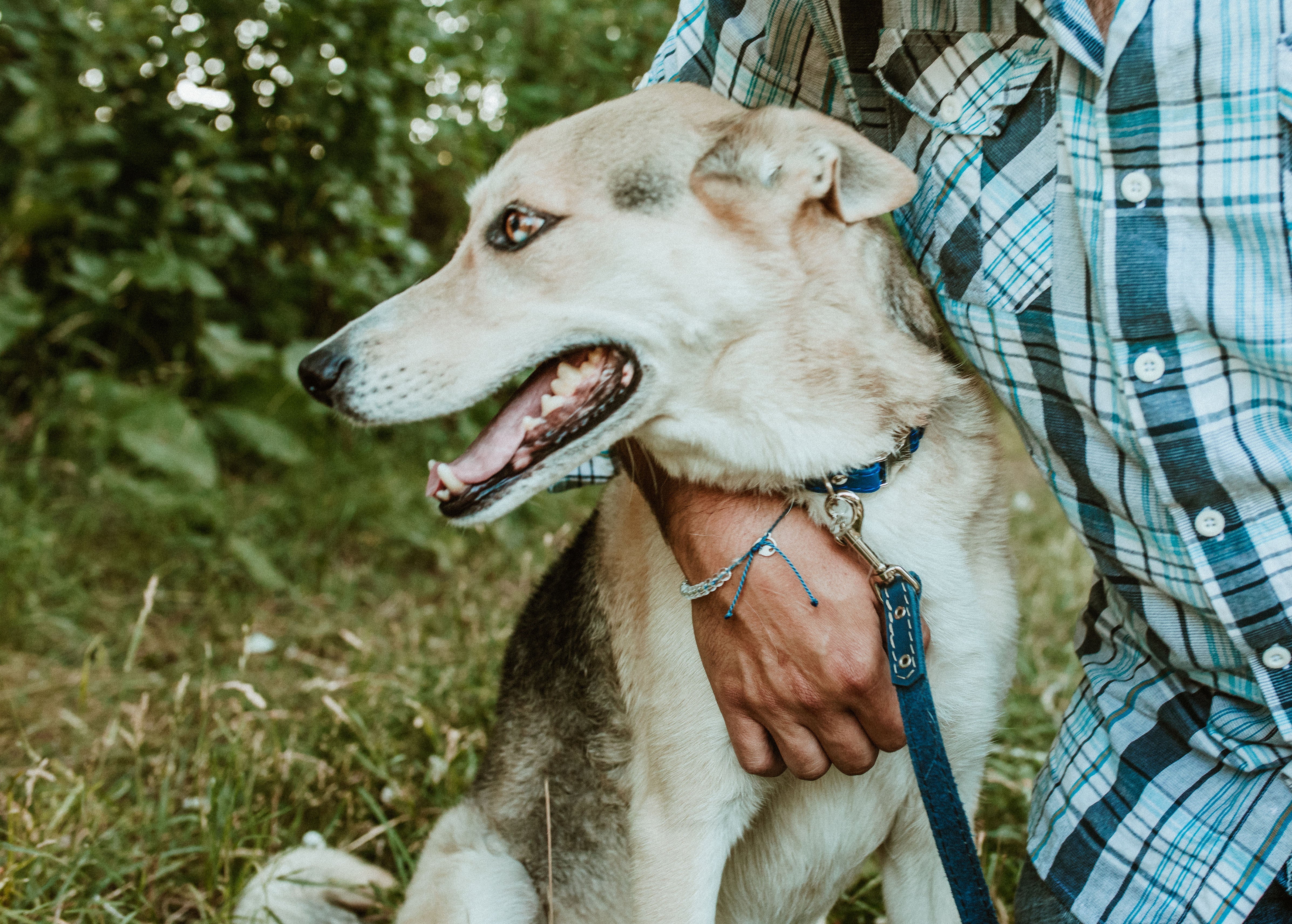 Rolled Leather Quick-Release Dog Collar