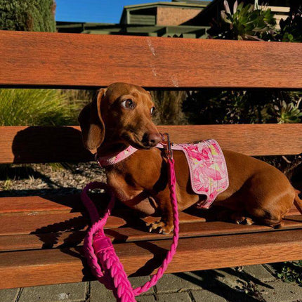 The Birds of a Feather Dog Harness