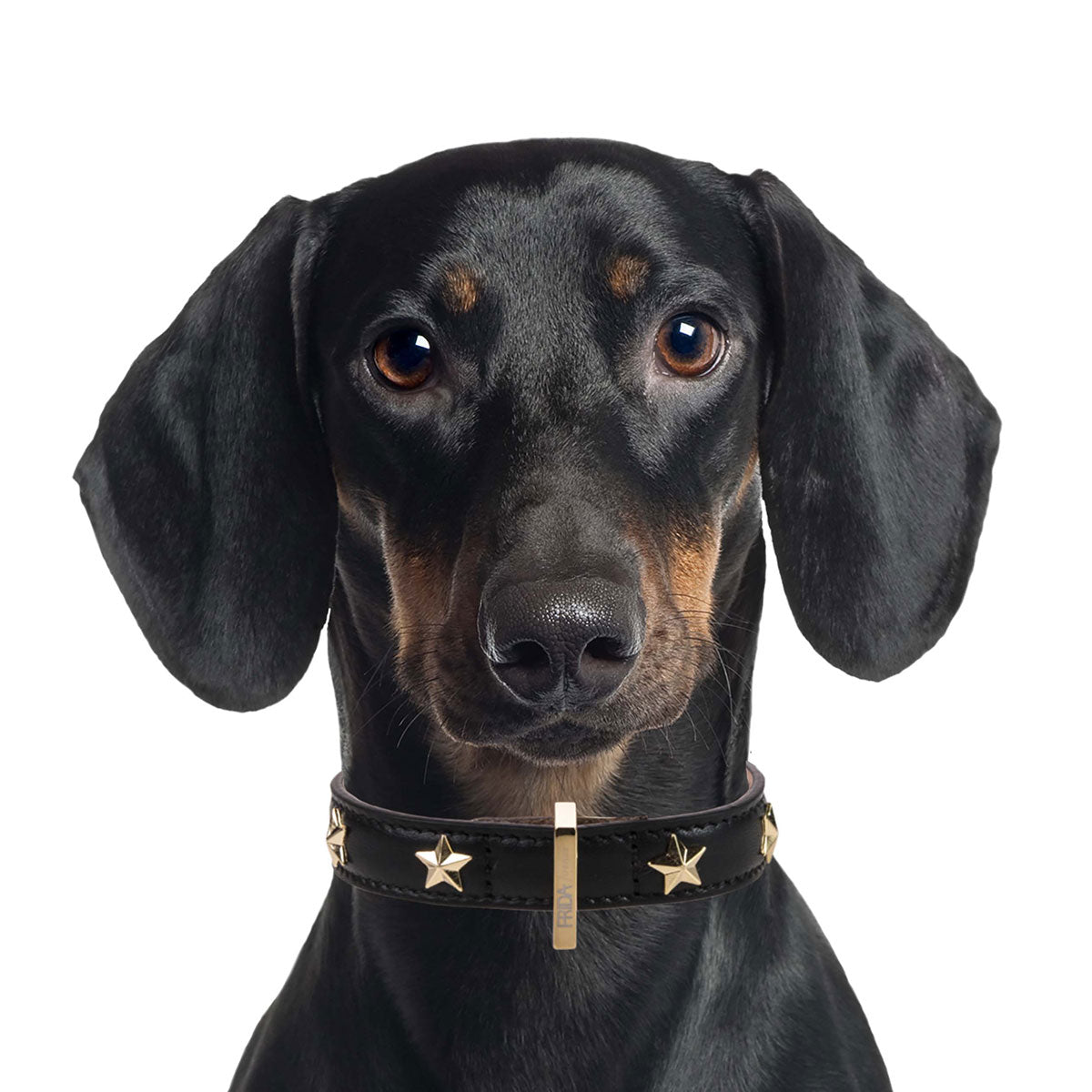 Star Stud Black Leather Collar