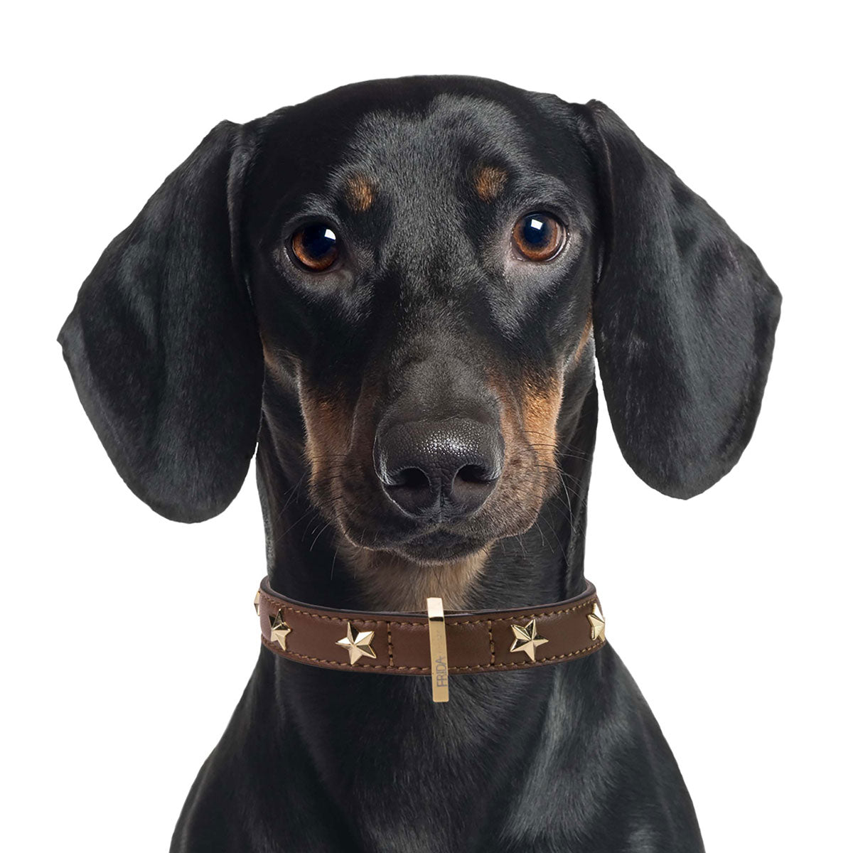 Star Stud Brown Leather Collar