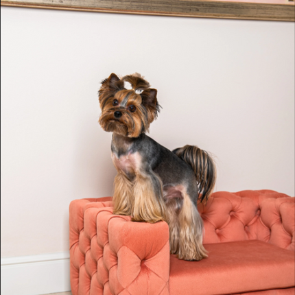 The Glamour Luxury Pet Bed in Yellow