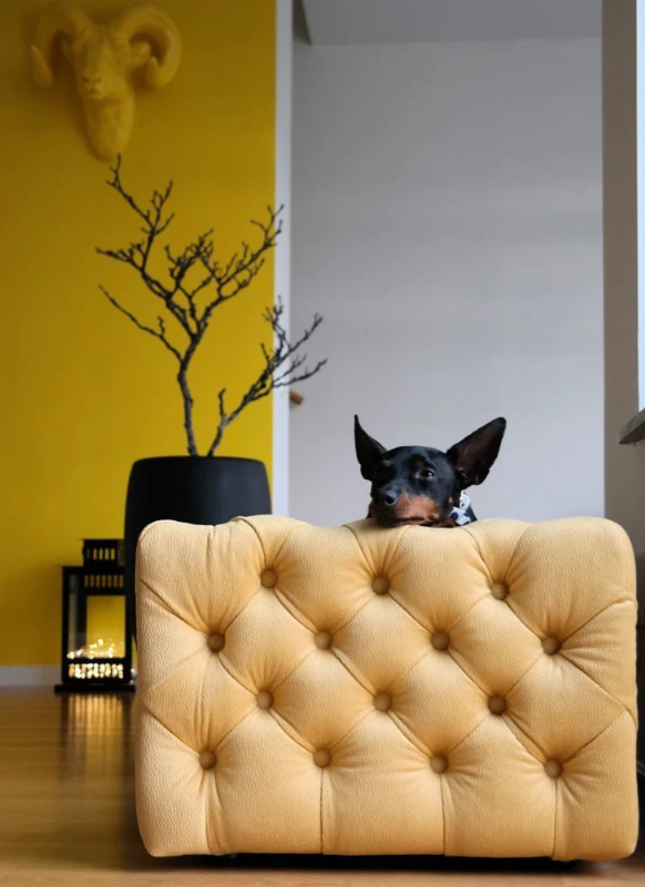 The Glamour Luxury Pet Bed in Yellow