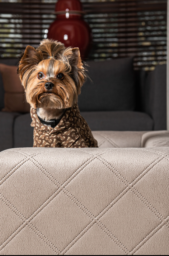 The Mystique Luxury Pet Sofa Bed