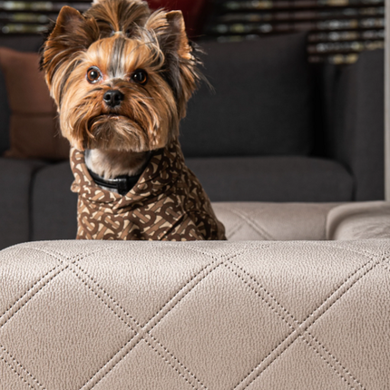 The Mystique Luxury Pet Sofa Bed