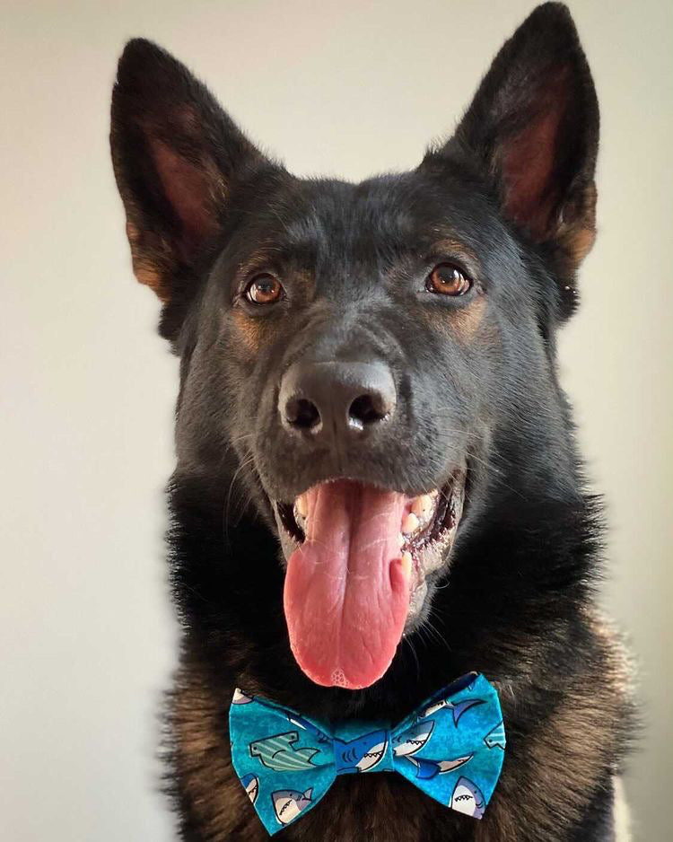 Shark Dog Bow Tie