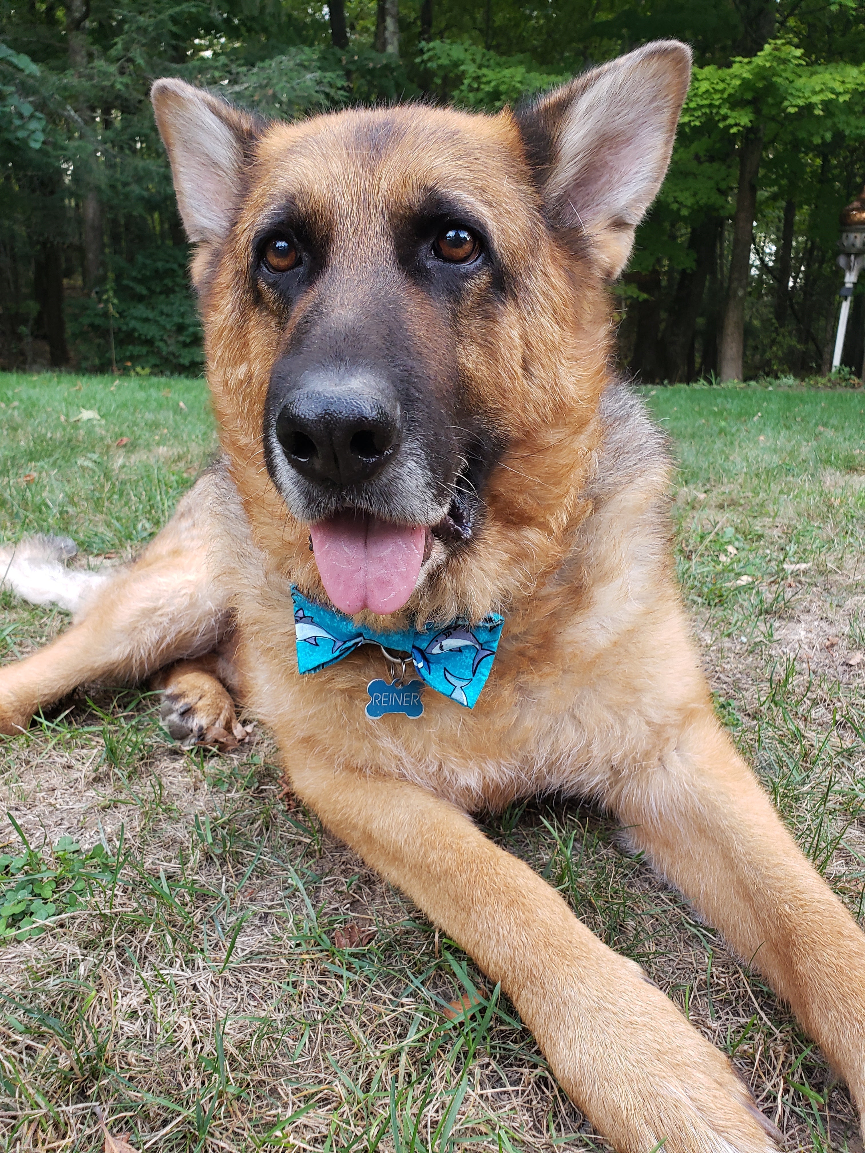 Shark Dog Bow Tie