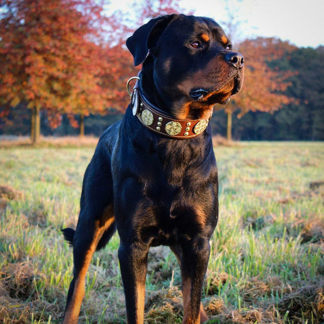 The "Maximus" collar 2.5 inch wide brown & gold