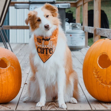 So Wickedly Cute Halloween Dog Bandana