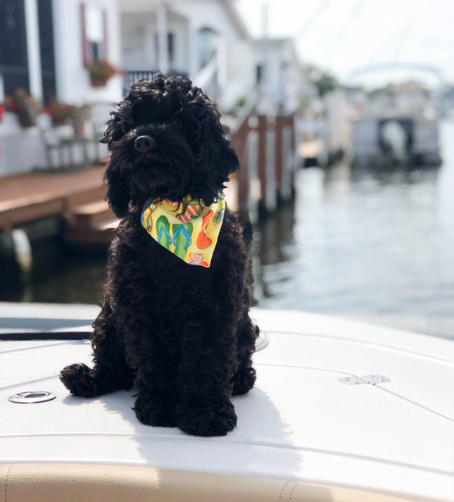 Summer Fun Dog Bandana