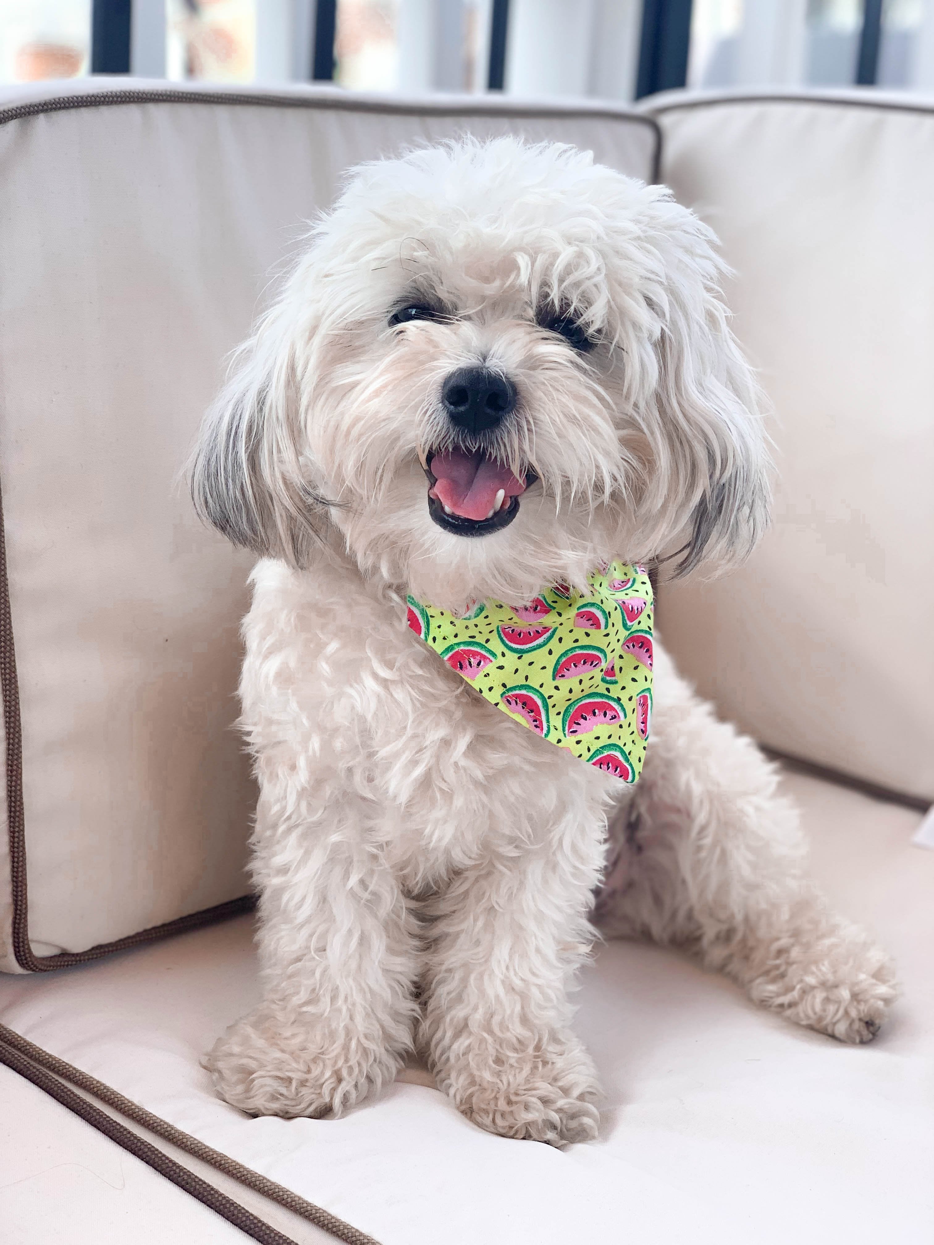 Summer Watermelon Dog Bandana