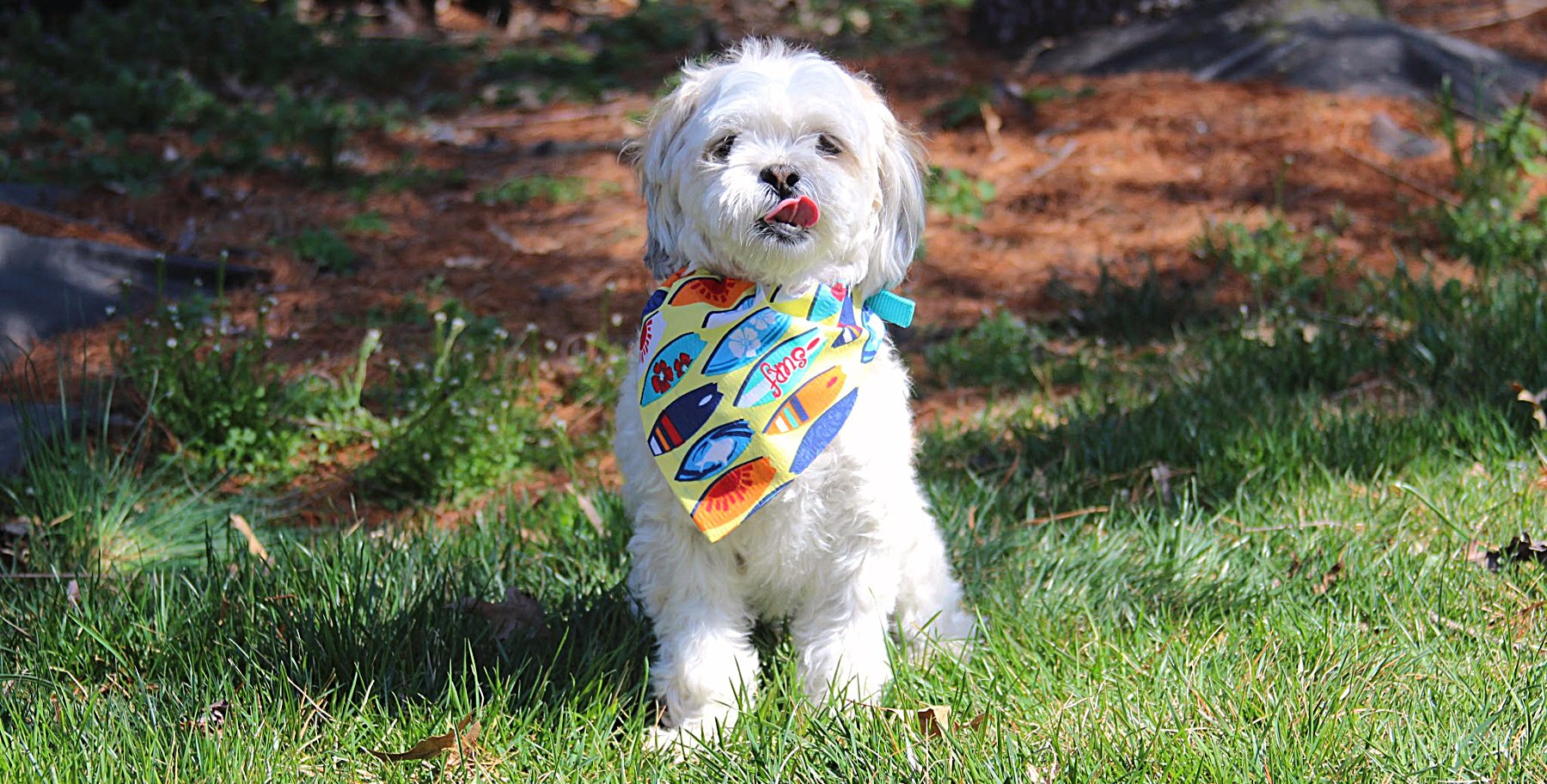 Surf's Up! Dog Bandana